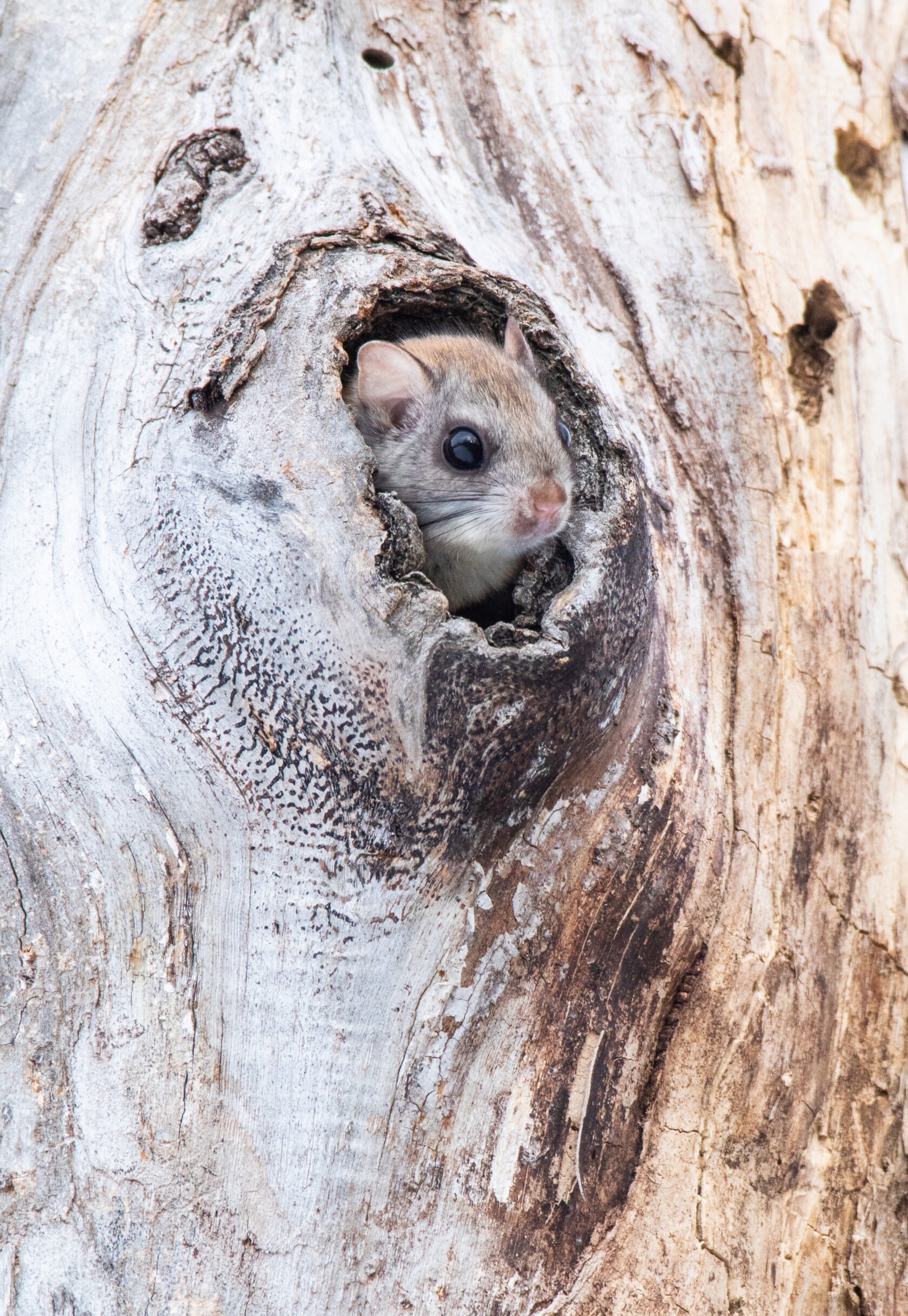 As climate warms, northern flying squirrels are moving out of the